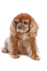 Image showing Cavalier King Charles Spaniel