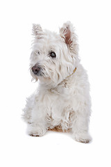 Image showing West Highland White Terrier