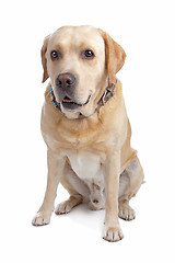 Image showing Labrador Retriever