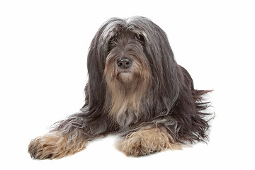 Image showing Tibetan Terrier