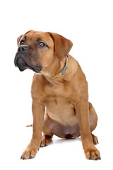 Image showing mixed breed Dogue de Bordeaux