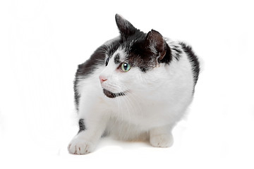 Image showing european short haired cat