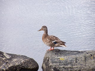 Image showing Duck