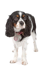 Image showing Cavalier King Charles Spaniel