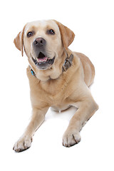 Image showing Labrador Retriever