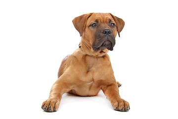 Image showing mixed breed Dogue de Bordeaux