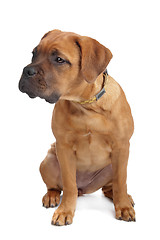 Image showing mixed breed Dogue de Bordeaux