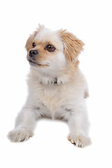 Image showing mix malteser,shih tzu