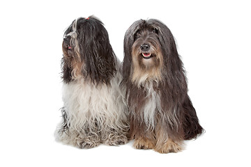 Image showing two Tibetan Terrier dogs