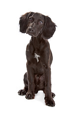 Image showing mix breed dog cocker spaniel/flat coated spaniel