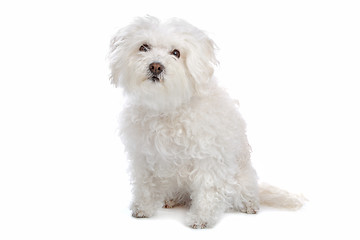 Image showing bolognezer(Bichon group)