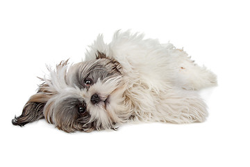 Image showing Shih tzu