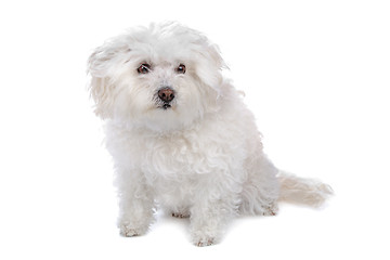 Image showing bolognezer(Bichon group)