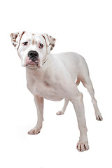 Image showing American Staffordshire Terrier