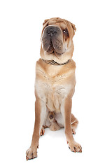 Image showing Chinese Shar-Pei dog