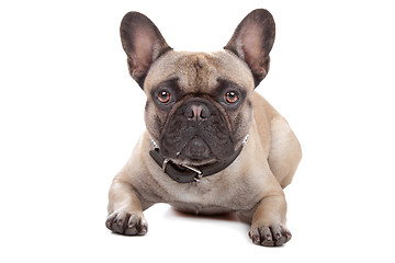 Image showing French Bulldog isolated on white