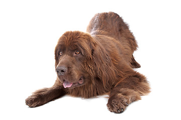 Image showing Brown Newfoundland dog