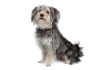 Image showing mixed breed maltese dog/yorkshire terrier