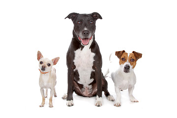 Image showing small group of dogs