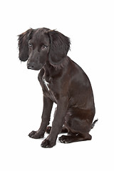 Image showing mix breed dog cocker spaniel/flat coated spaniel