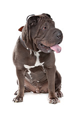 Image showing Chinese Shar-Pei dog