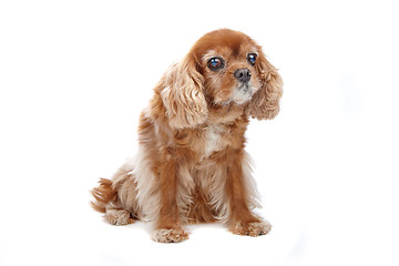 Image showing Cavalier King Charles Spaniel