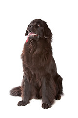 Image showing Newfoundland dog