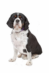 Image showing cavalier king charles spaniel