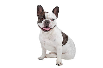 Image showing French Bulldog isolated on white