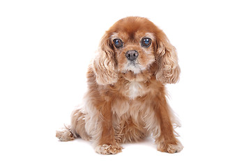 Image showing Cavalier King Charles Spaniel