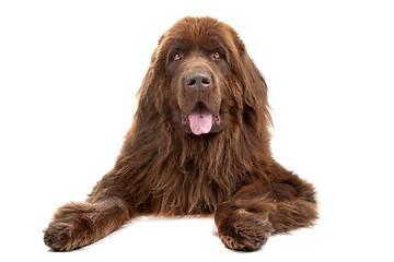 Image showing Brown Newfoundland dog