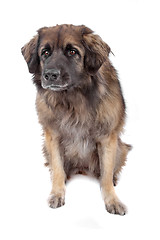 Image showing Leonberger isolated on white