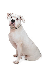 Image showing American Staffordshire Terrier