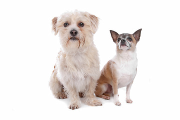 Image showing chihuahua and a mixed breed dog