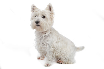 Image showing West Highland White Terrier