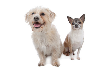 Image showing chihuahua and a mixed breed dog