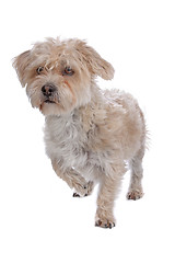 Image showing mixed breed dog