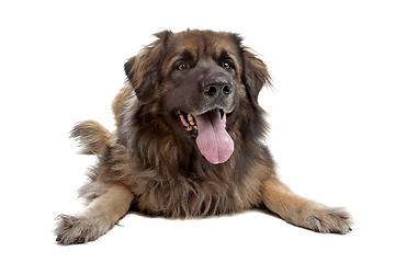 Image showing Leonberger isolated on white