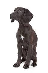 Image showing mix breed dog cocker spaniel/flat coated spaniel