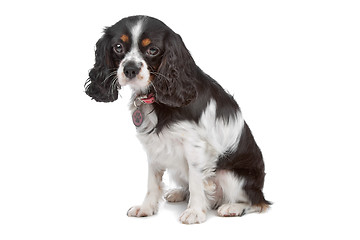 Image showing Cavalier King Charles Spaniel