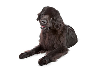 Image showing Newfoundland dog