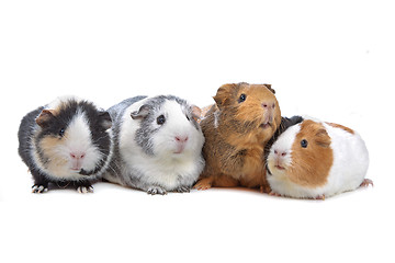 Image showing four Guinea pigs in a row