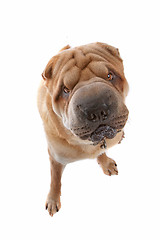 Image showing Chinese Shar-Pei dog