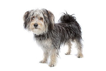 Image showing mixed breed maltese dog/yorkshire terrier