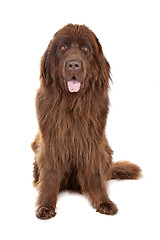 Image showing Brown Newfoundland dog