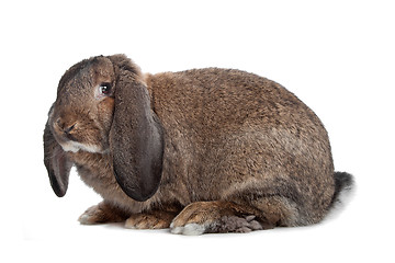 Image showing domestic rabbit