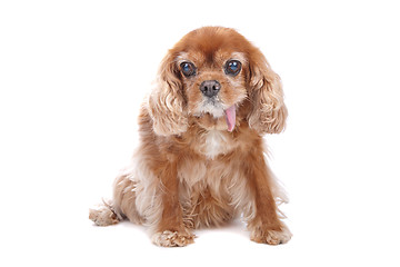 Image showing Cavalier King Charles Spaniel