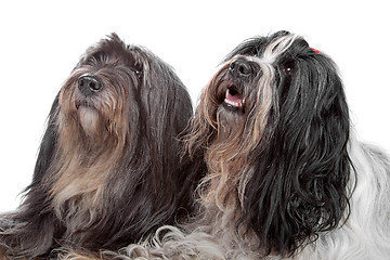 Image showing two Tibetan Terrier dogs