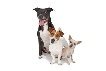 Image showing small group of dogs