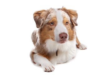 Image showing Australian Shepherd isolated on white